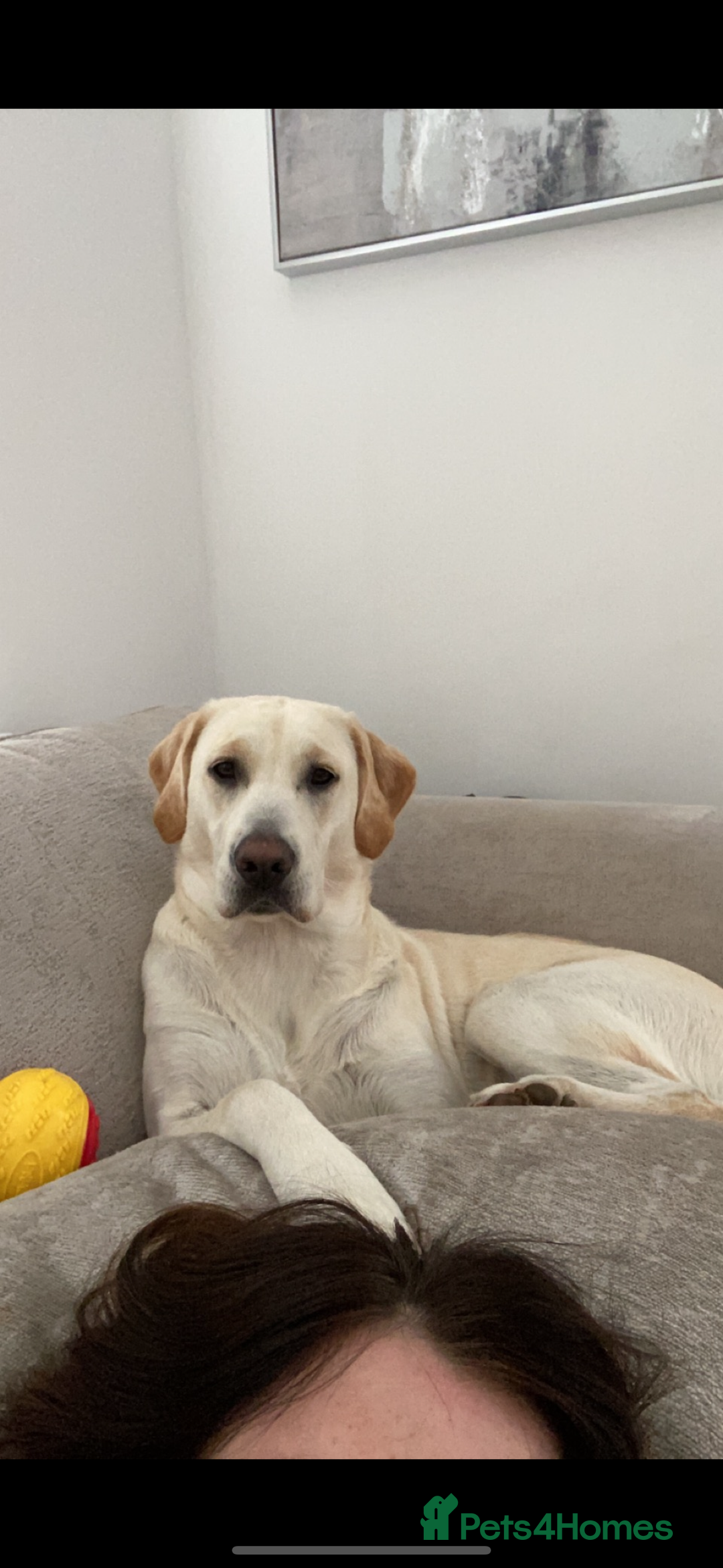 Golden Retriever dogs for sale: Golden retriever X goldador puppies - Image 3