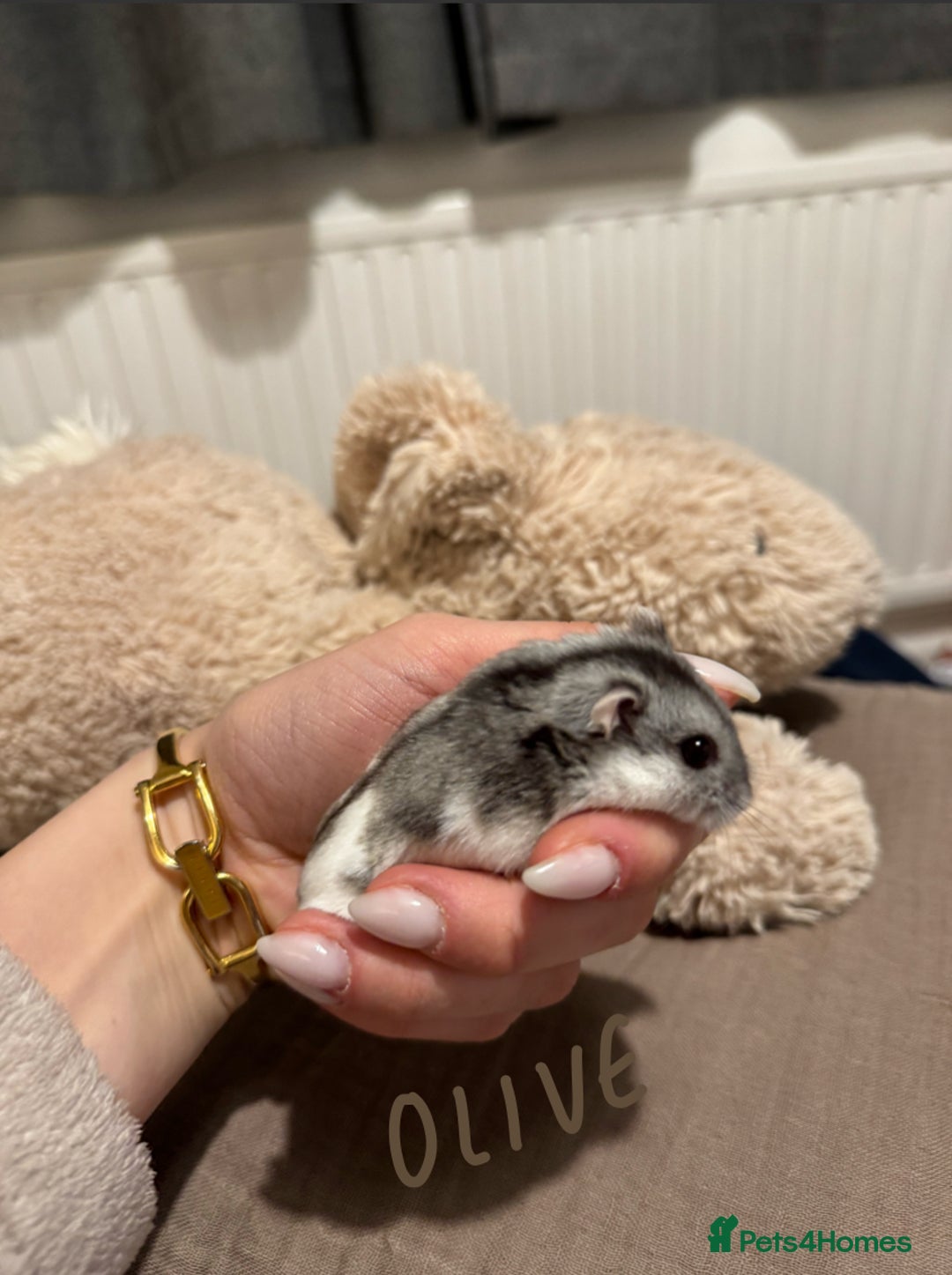 Hamster rodents for sale: 3x Winter White Dwarf Hamsters - Advert 7