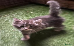 Maine Coon cats for sale: Maine coon kittens  - Image 35