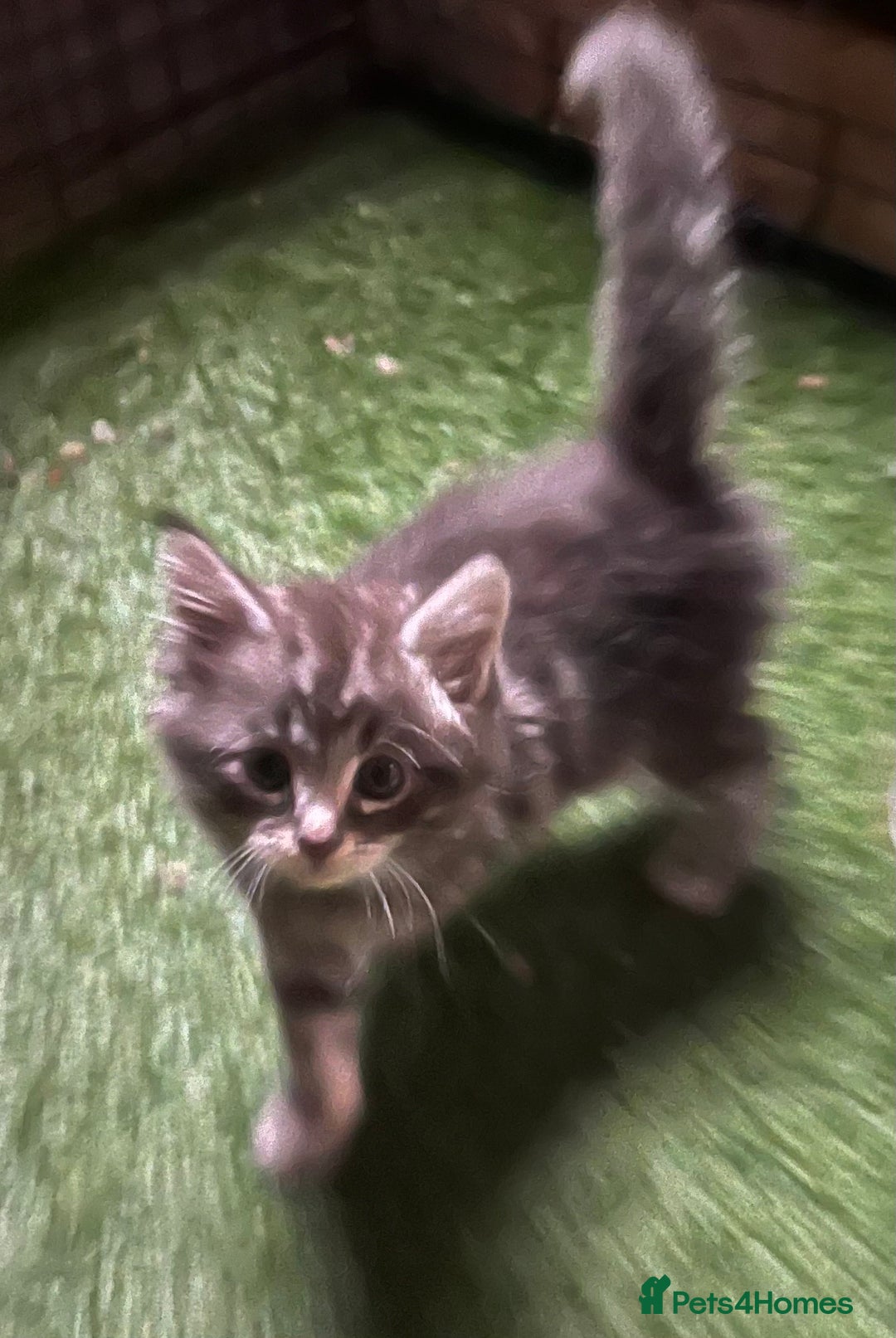 Maine Coon cats for sale: Maine coon kittens  - Image 35