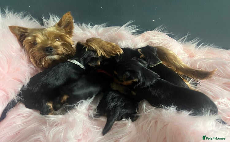 Yorkshire Terrier dogs Our amazing five pups are fully registered - Advert 5