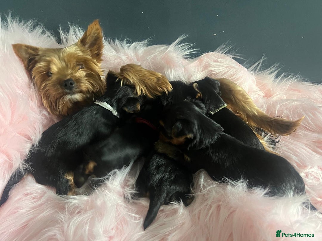 Yorkshire Terrier dogs for sale: Our amazing five pups are fully registered - Advert 3
