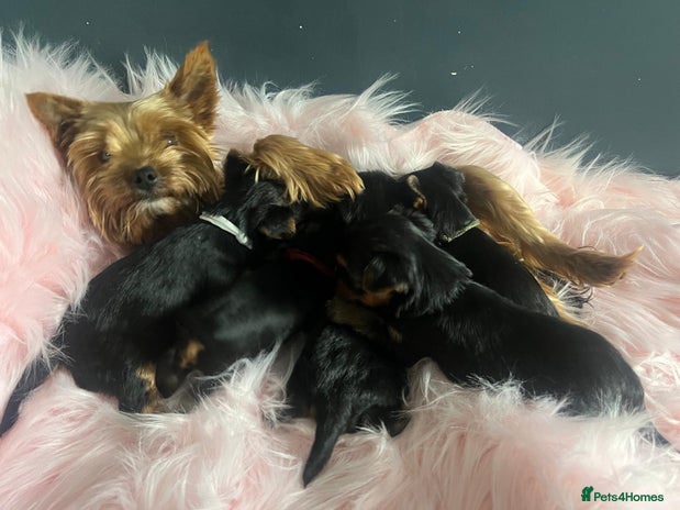 Yorkshire Terrier dogs Our amazing five pups are fully registered - Advert 2