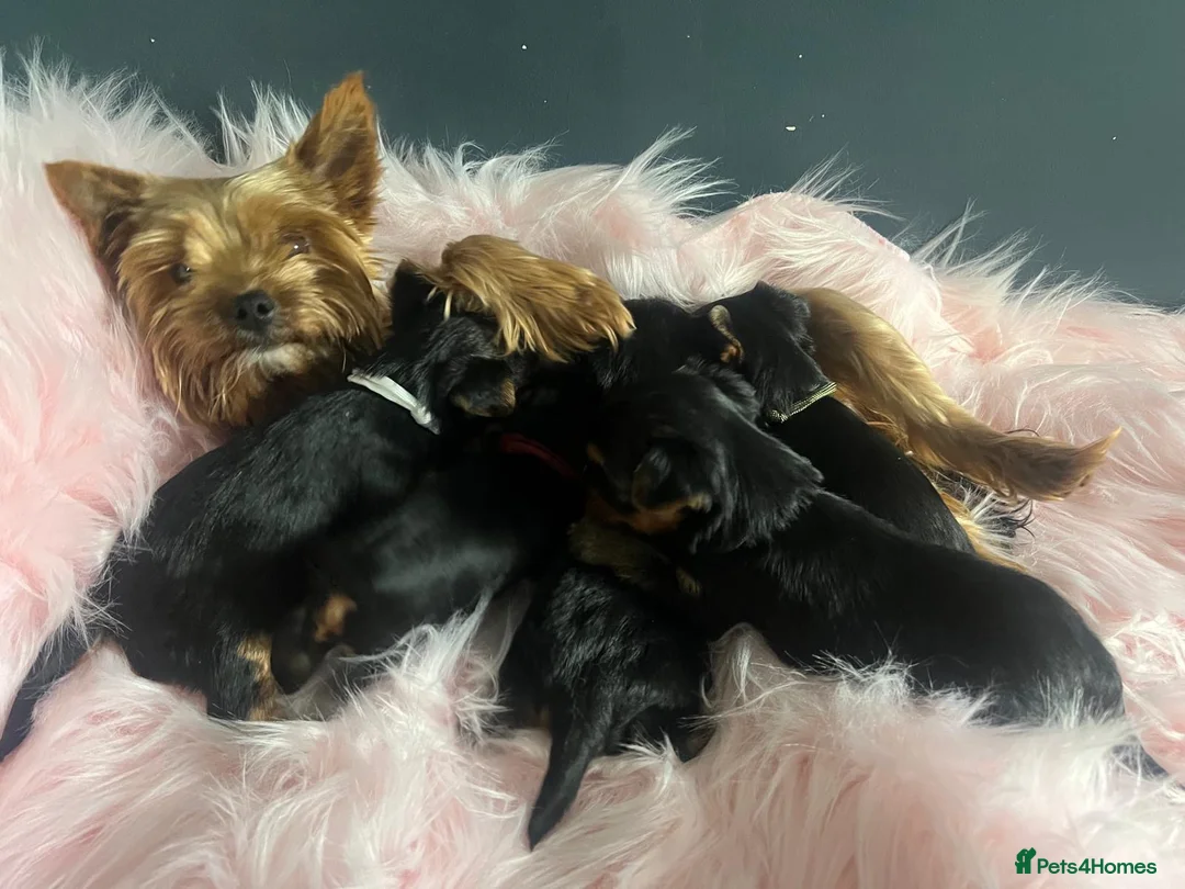 Yorkshire Terrier dogs for sale: Left one beautiful boy❤️ - Advert 6