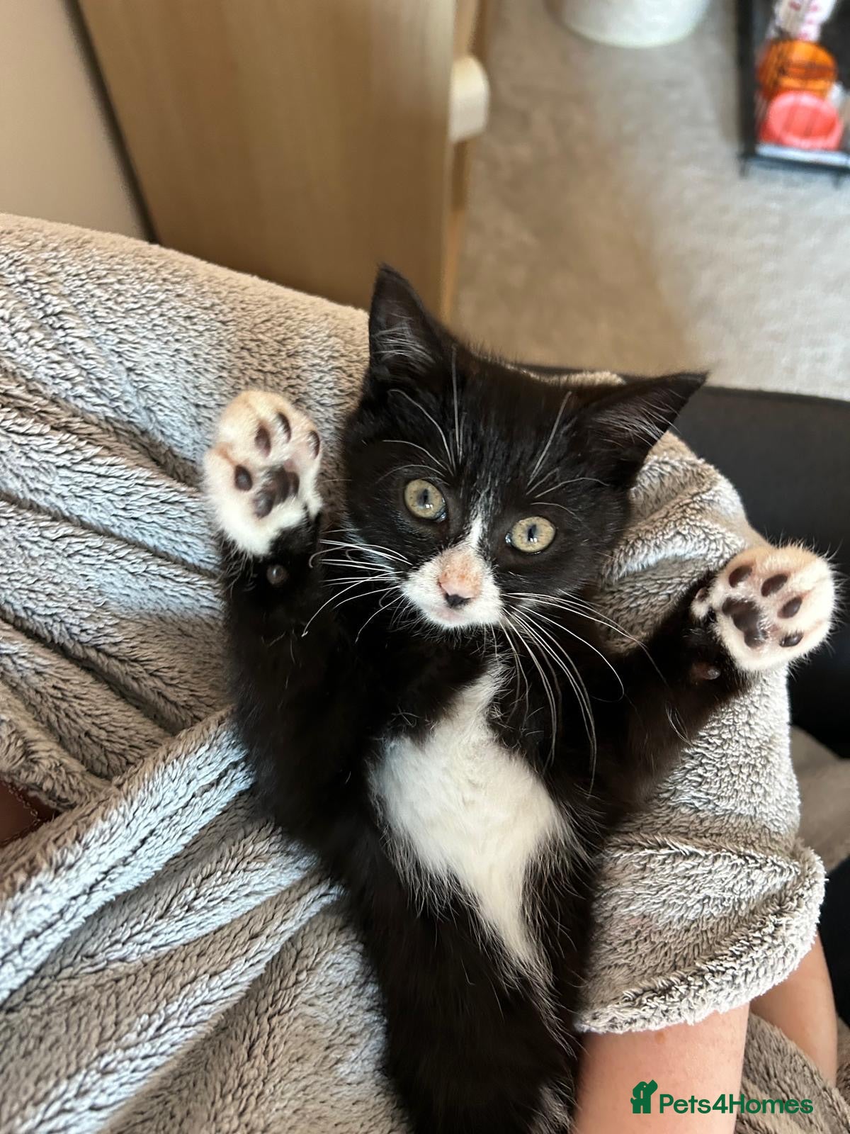 Mixed Breed cats Little Pippin 🐱 - Advert 3