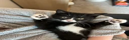 Mixed Breed cats for sale: Little Pippin 🐱 - Advert 1
