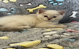 Ragdoll cats for sale:  Last two pure Ragdolls ready now reduced price - Image 3