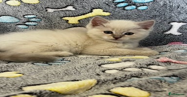 Ragdoll cats - Advert 11
