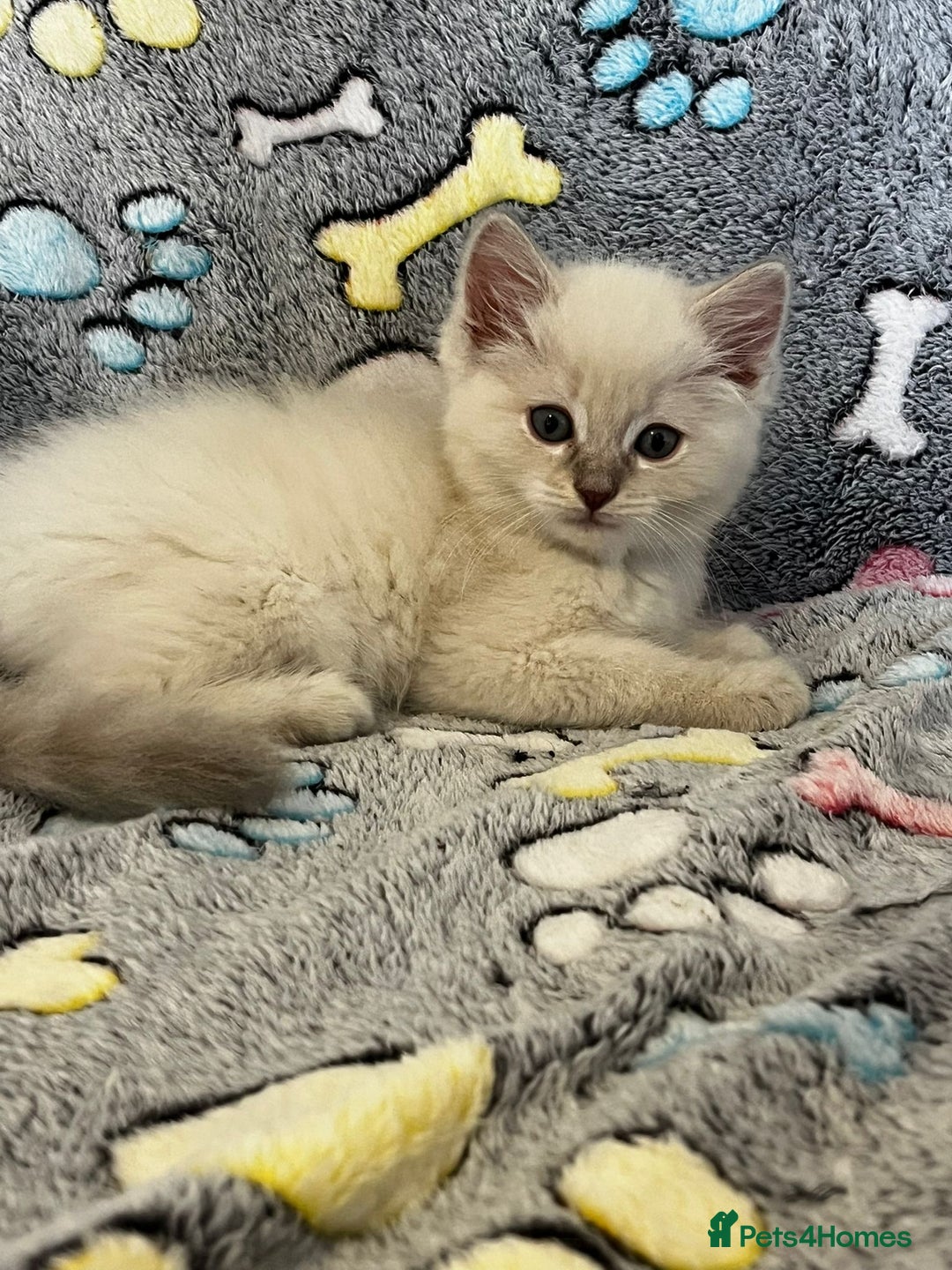 Ragdoll cats for sale:  Last two pure Ragdolls ready now reduced price - Image 3