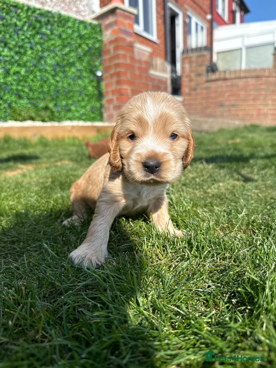 Cocker Spaniel dogs for sale: Show Type Cocker Spaniel Puppies  - Image 5