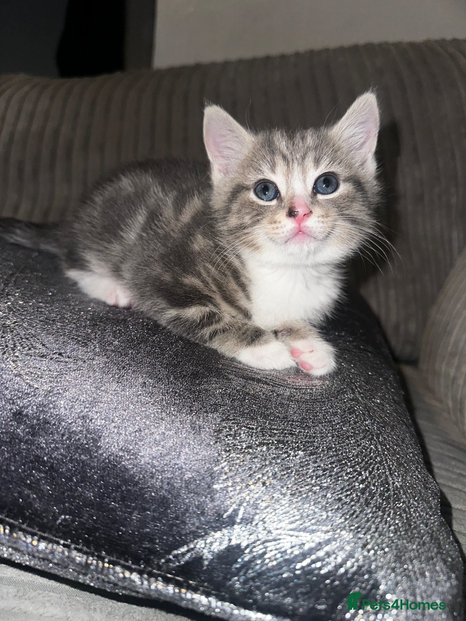 Mixed Breed cats Last beautiful kitten - Advert 2