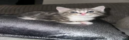 Mixed Breed cats for sale: Last beautiful kitten - Advert 1