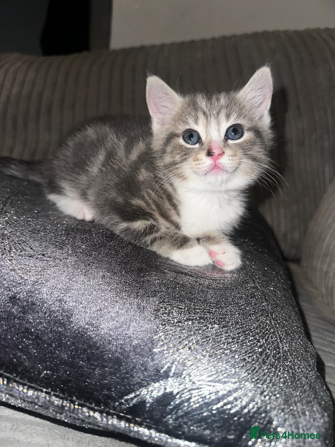 Mixed Breed cats for sale: Last beautiful kitten - Advert 1