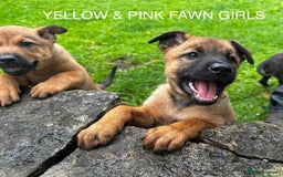 Mixed Breed dogs for sale: Dutch/Belgian malinois   - Image 6