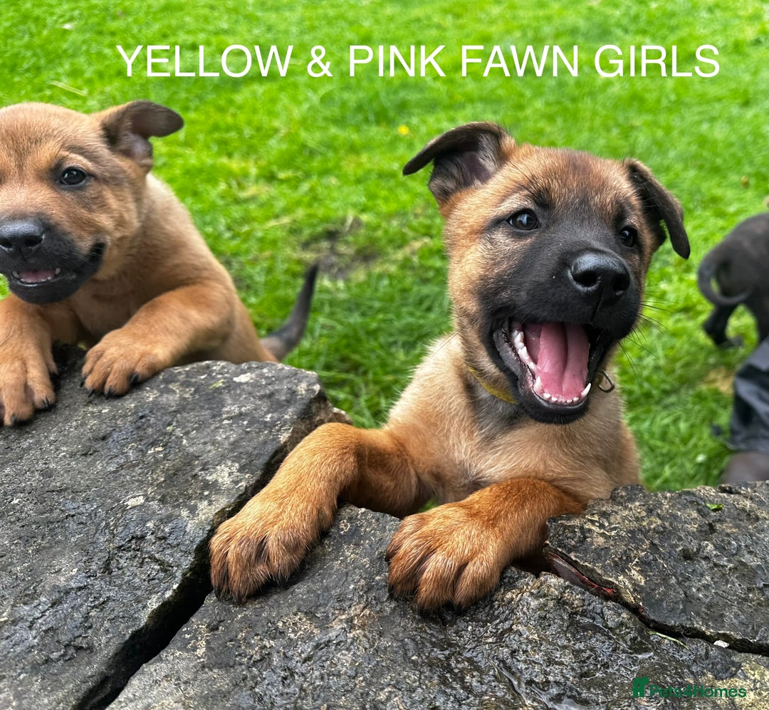 Mixed Breed dogs for sale: Dutch/Belgian malinois   - Image 6