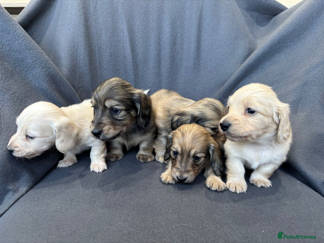 Miniature Dachshund dogs for sale: Quality, Cream, Long Haired Miniature Dachshunds  - Advert 7