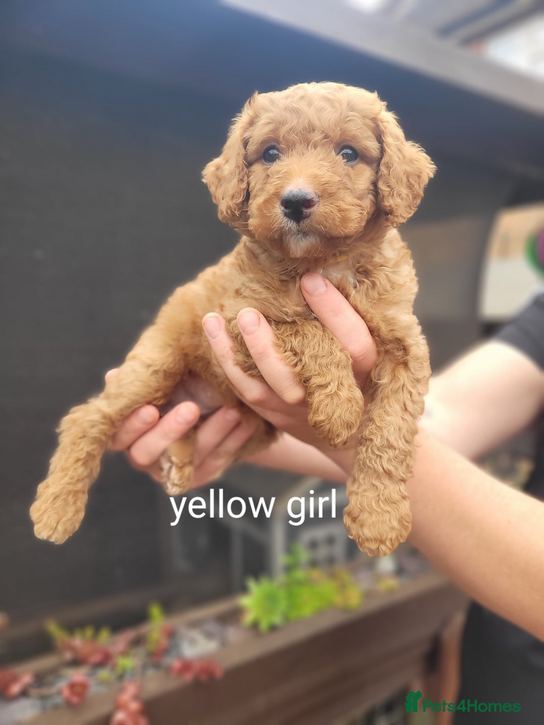 Labradoodle dogs for sale:  Apricot Doodle labradoodles - Image 27