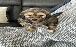 Shih Tzu dogs for sale: Shih Tzu puppies  - Image 2