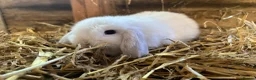 Mini Lop rabbits for sale: Gorgeous pure Mini lops and mini lion lops  - Advert 5