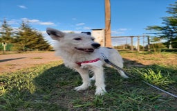 Mixed Breed dogs for adoption: 💖🐶 ATHENA 🐶💖 - Image 15