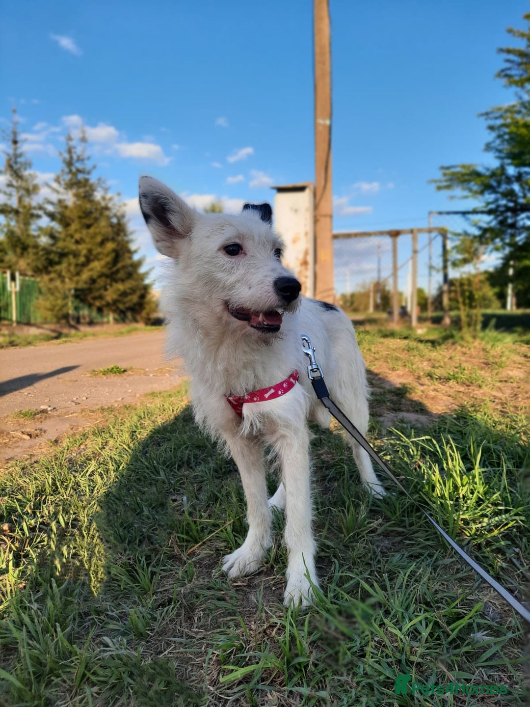 Mixed Breed dogs for adoption: 💖🐶 ATHENA 🐶💖 - Image 15
