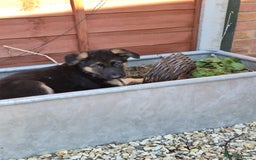 German Shepherd dogs for sale: Last German Shepherd girl remaining  - Image 3