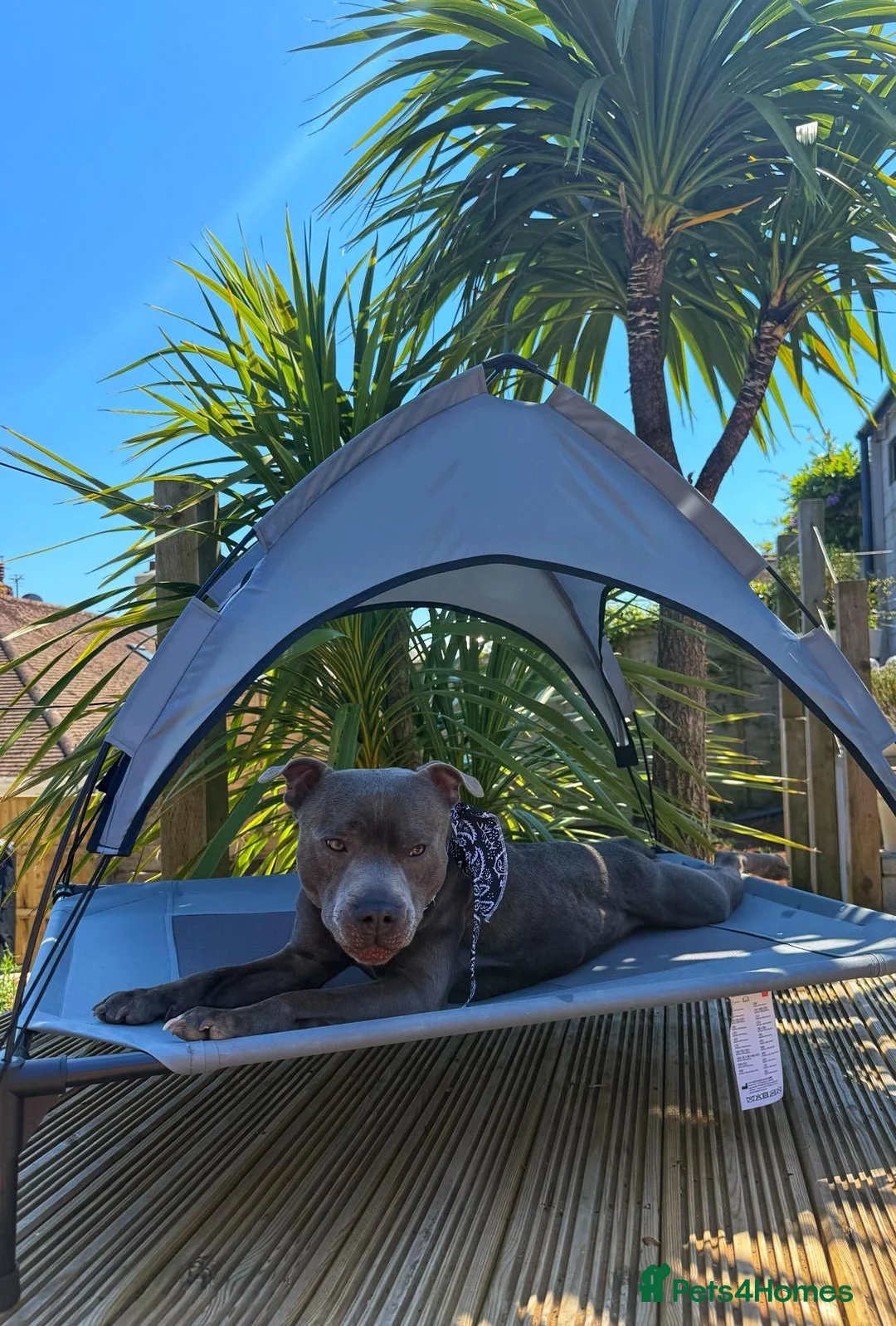 Staffordshire Bull Terrier dogs for stud: 🐾 STAFFORDSHIRE BULL TERRIER AVAILABLE FOR STUD  in Paignton - Advert 2
