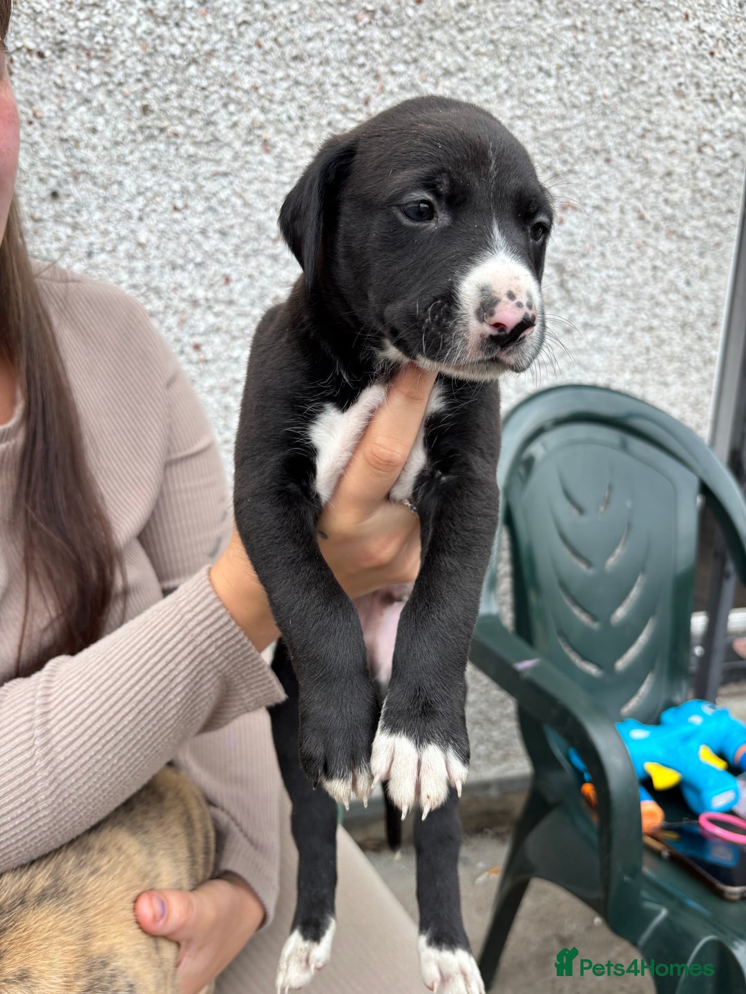 Lurcher dogs for sale: Bull X pups!  - Image 7