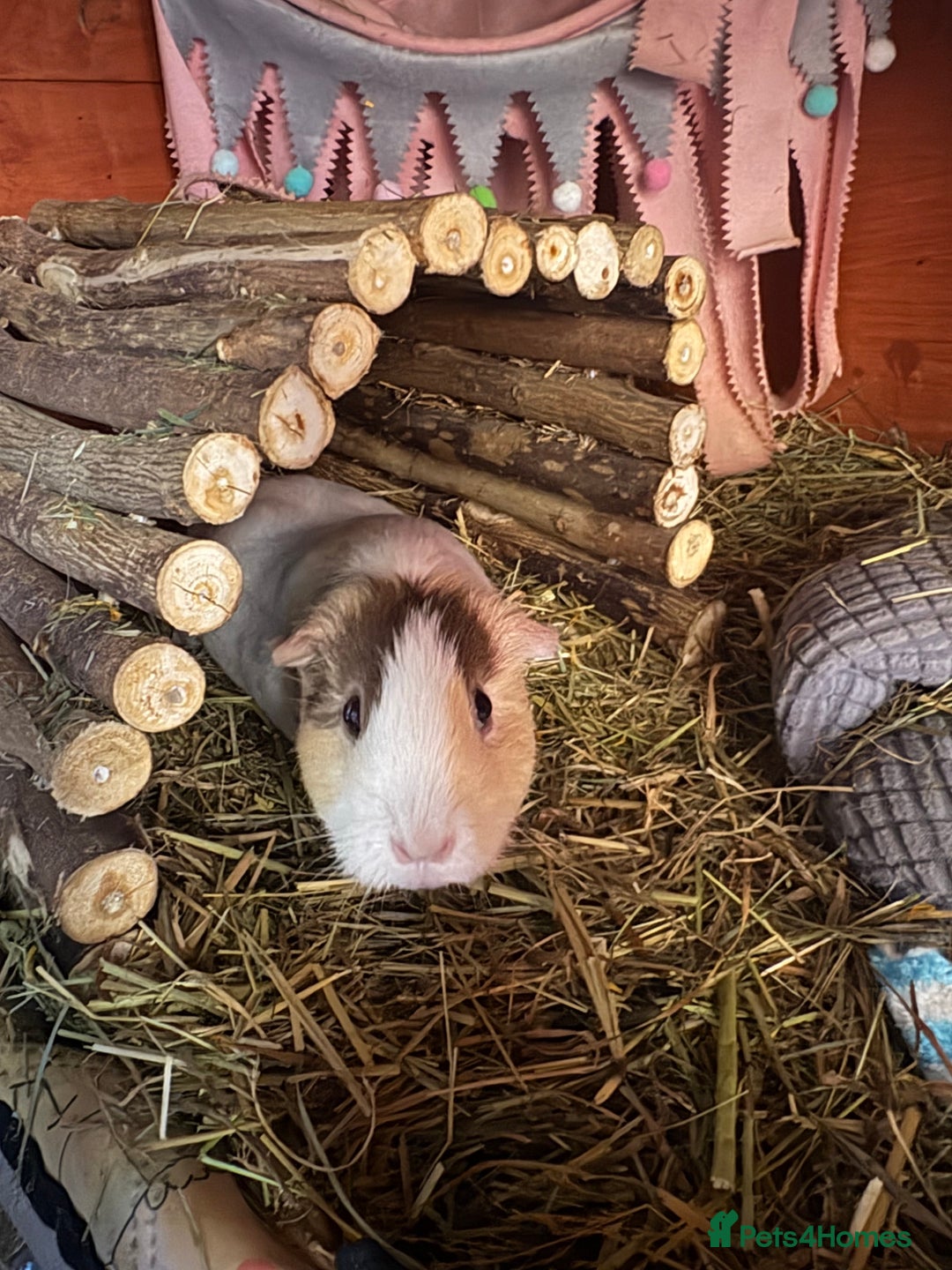 Guinea Pig rodents for sale: 3 x female guinea pigs - Almost a year old - Advert 1