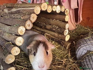 Guinea Pig rodents 3 x female guinea pigs - Almost a year old - Advert 4