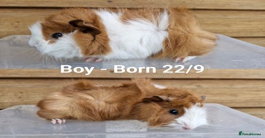 Guinea Pig rodents - Advert 3