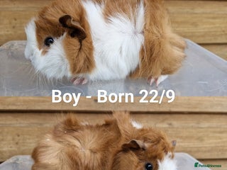 Guinea Pig rodents - Advert 18