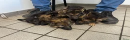 German Shepherd dogs for sale: German shepherd puppies  - Advert 4