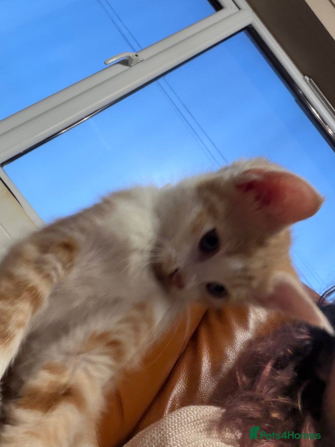 Mixed Breed cats for sale: 3 ginger and white kittens  - Advert 12
