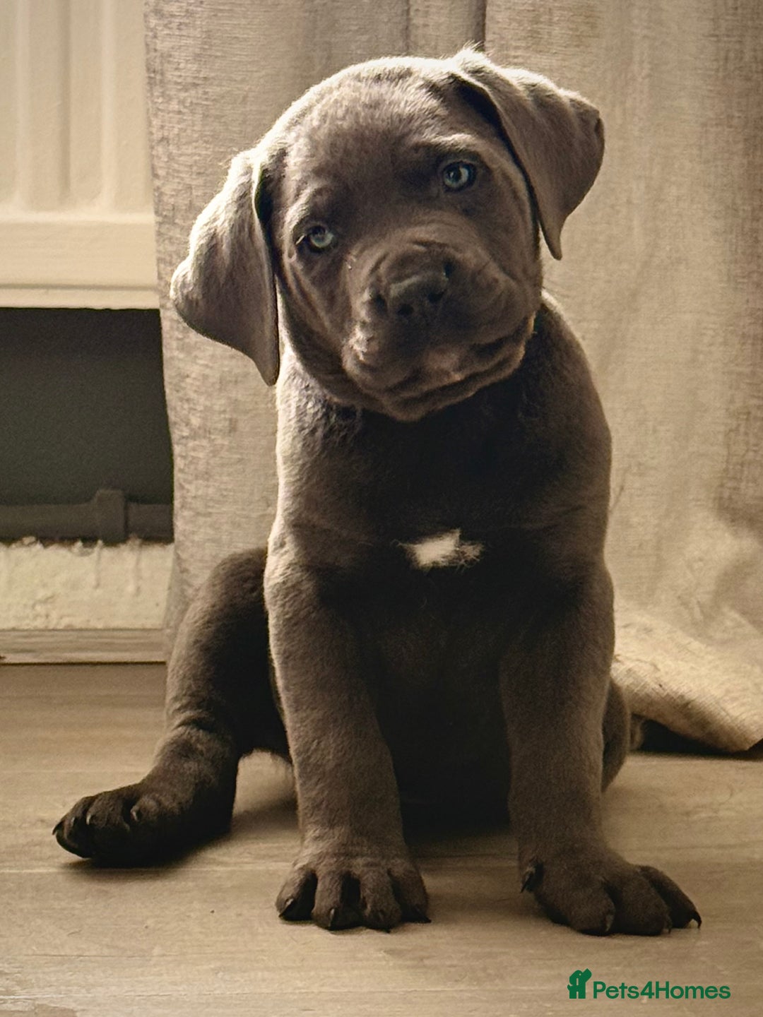 Cane Corso dogs for sale: Exceptional, Champion Bloodline Cane Corso Puppies - Advert 7