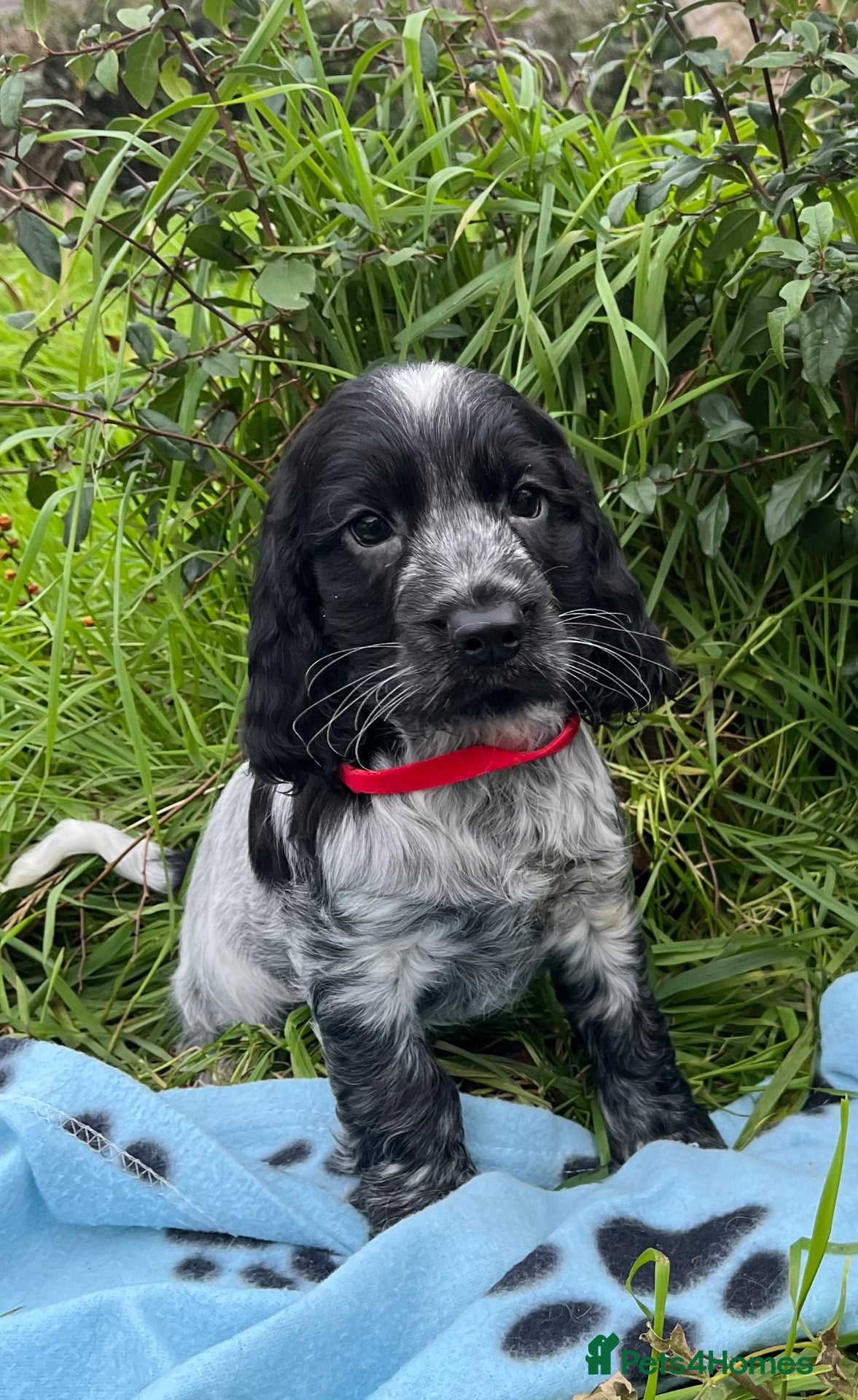 Cocker Spaniel dogs for sale: Stunning show type cocker spaniel puppies  - Advert 2
