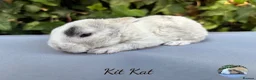 Mini Lop rabbits for sale: Pure bred mini plush lops  - Advert 6