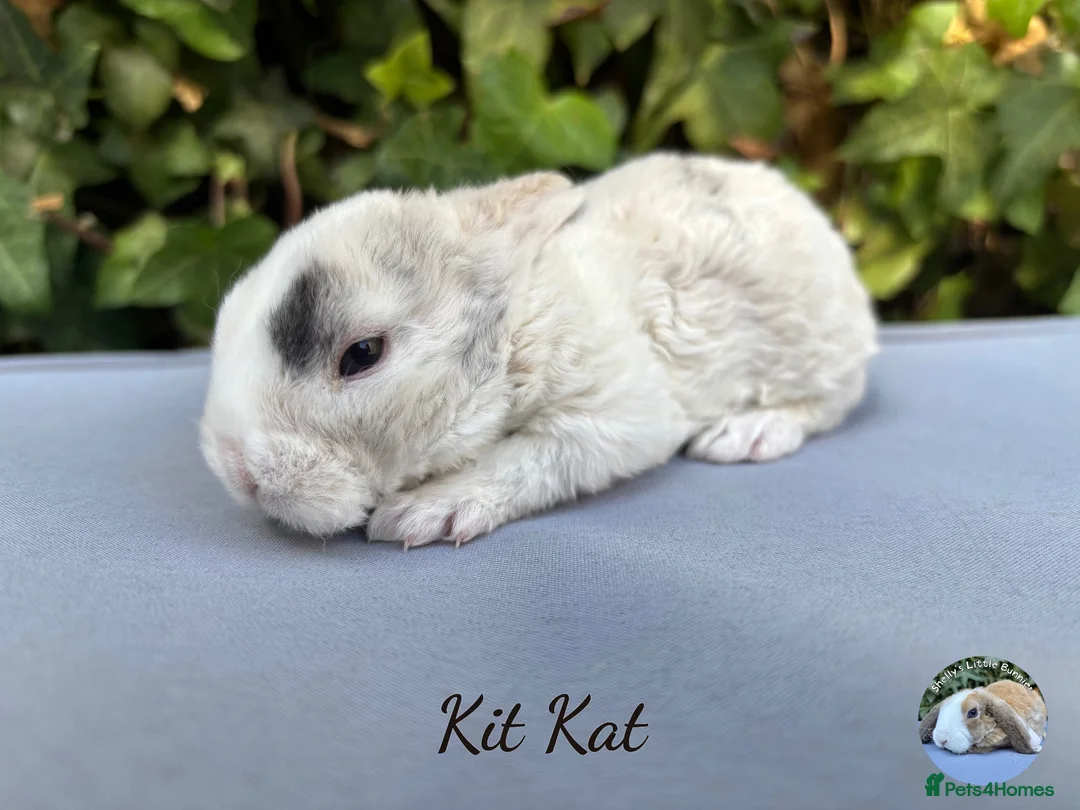 Mini Lop rabbits for sale: Pure bred mini plush lops  - Advert 6