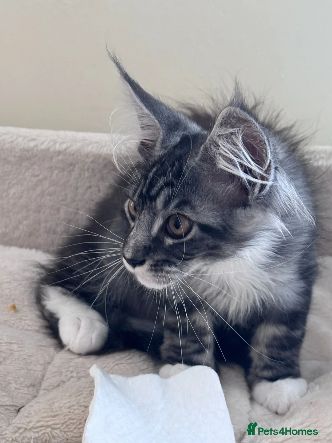 Maine Coon cats for sale: Gorgeous Pedigree Maine Coon Kittens for Sale - Advert 16