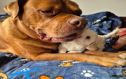 Mixed Breed dogs for sale: F1 Cockapoo and Maltipoo hybrid - Image 9