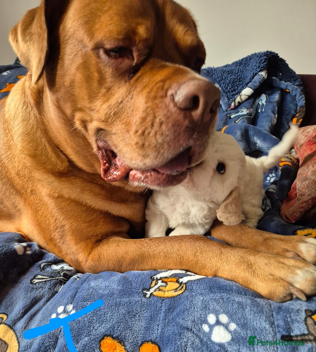 Mixed Breed dogs for sale: F1 Cockapoo and Maltipoo hybrid - Image 9