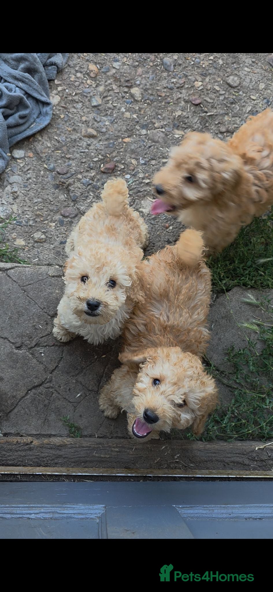 Cockapoo dogs Adorable small cockerpoos READY NOW - Advert 10