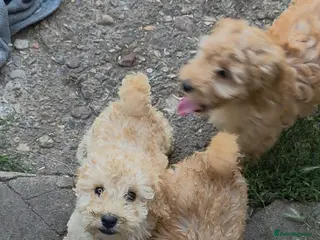 Cockapoo dogs Adorable small cockerpoos READY NOW - Advert 10