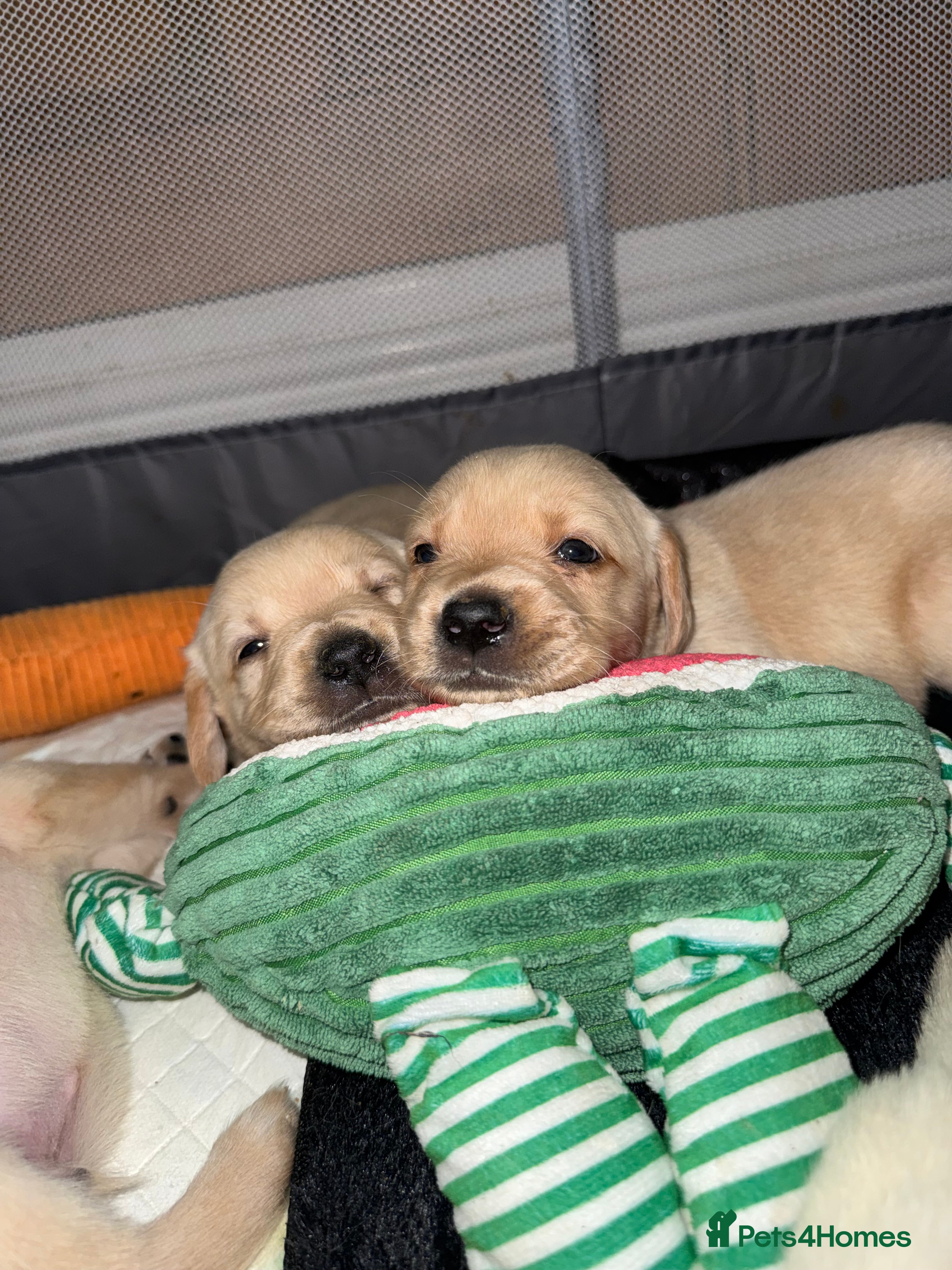 Goldador dogs 8 beautiful golden retriever x foxred lab puppies  - Advert 10