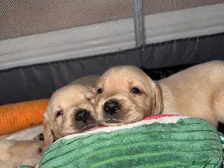 Goldador dogs 8 beautiful golden retriever x foxred lab puppies - Advert 10