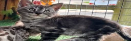 Bengal cats for sale: Stunning full marbled Bengal - Advert 2
