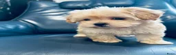 Maltipoo dogs for sale: Miniature Maltipoo Puppies - Advert 11