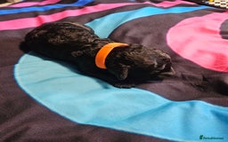 Cockapoo dogs for sale: F2 cockapoo boys 1 left available  - Advert 9