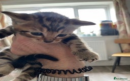 Bengal cats for sale: 9 BENGAL RAGDOLL X KITTENS - Image 29