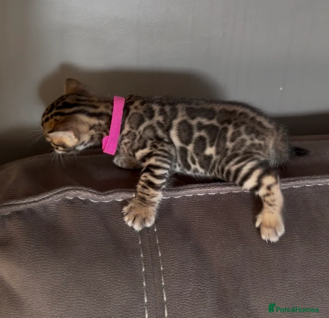 Bengal cats for sale: Beautiful Pedigree Bengal kittens for sale  - Advert 25